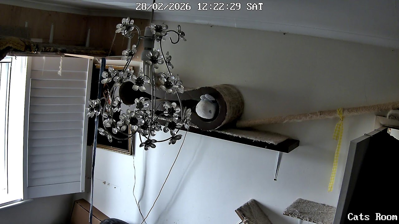 Watching my 2 Ragdoll Cats (Smartie & Mittens) over night |4k Night vision camera |what will happen?