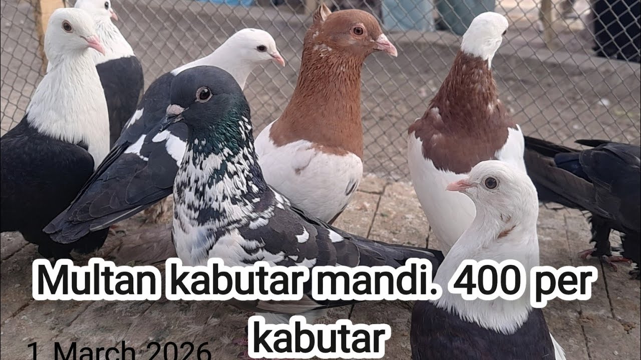 March1,2026Multan Kabootar Mandi 2026 | Aaj ka Rate| Fighter & Rangeen Kabootar |Multan Birds Market