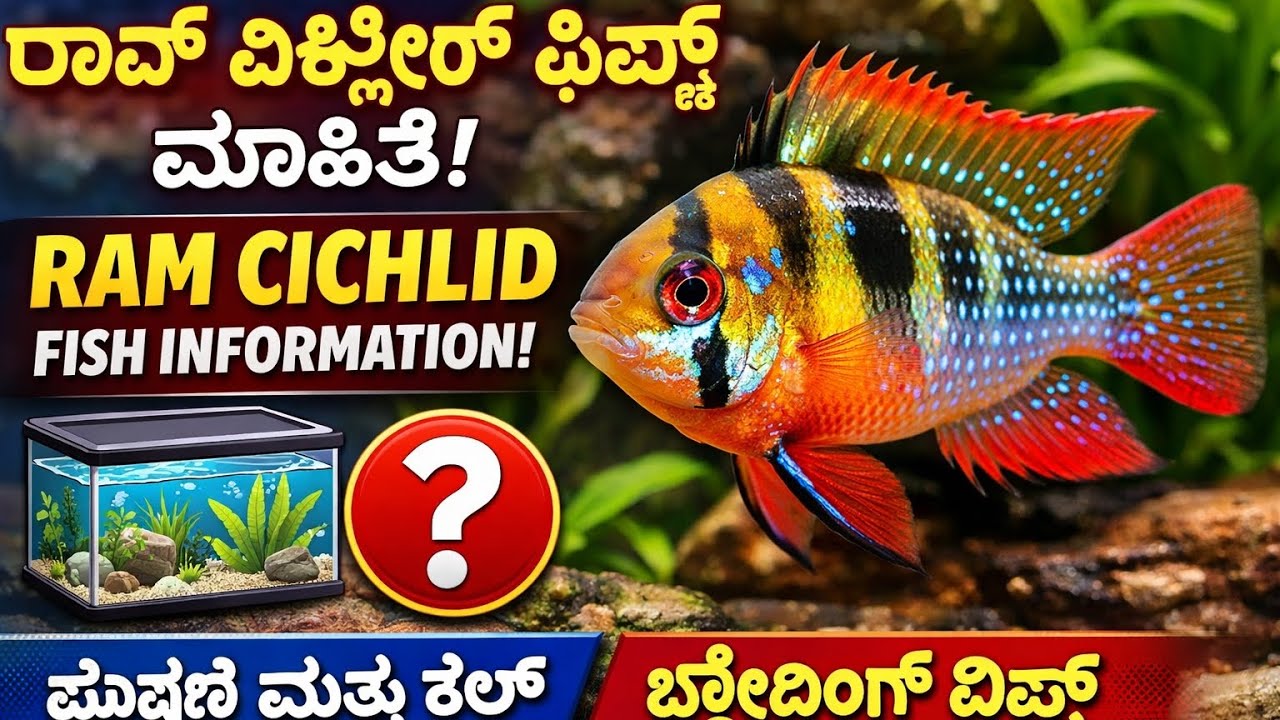 Ram Cichlid Fish | Information| FinsandWings| #ramcichlid #cichlids #fishes #Aquariumfishes