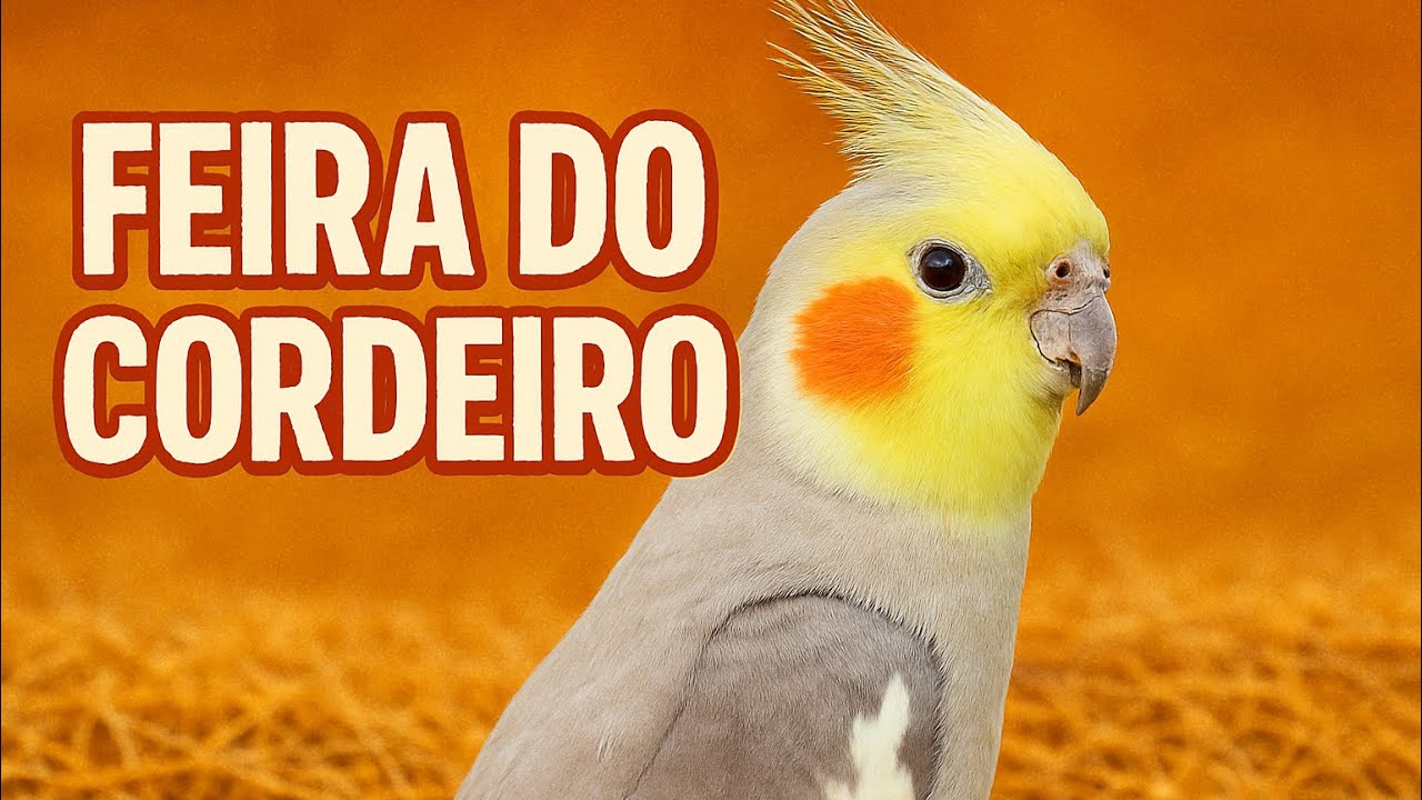 Feira de pássaros do Cordeiro 05/05/25  parte 2  gaiolas pássaros acessórios promoções