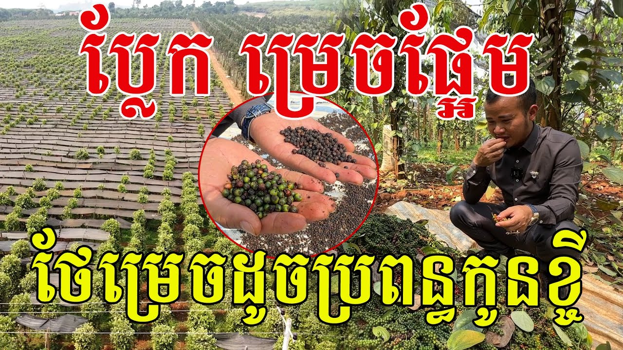 ប្លែកមិនដែលឃើញទេ ម្រេចស្រុកនេះផ្អែម ថែម្រេចដូចថែប្រពន្ធកូនខ្ចីអ៊ីចឹង គួរឱ្យសរសើរ