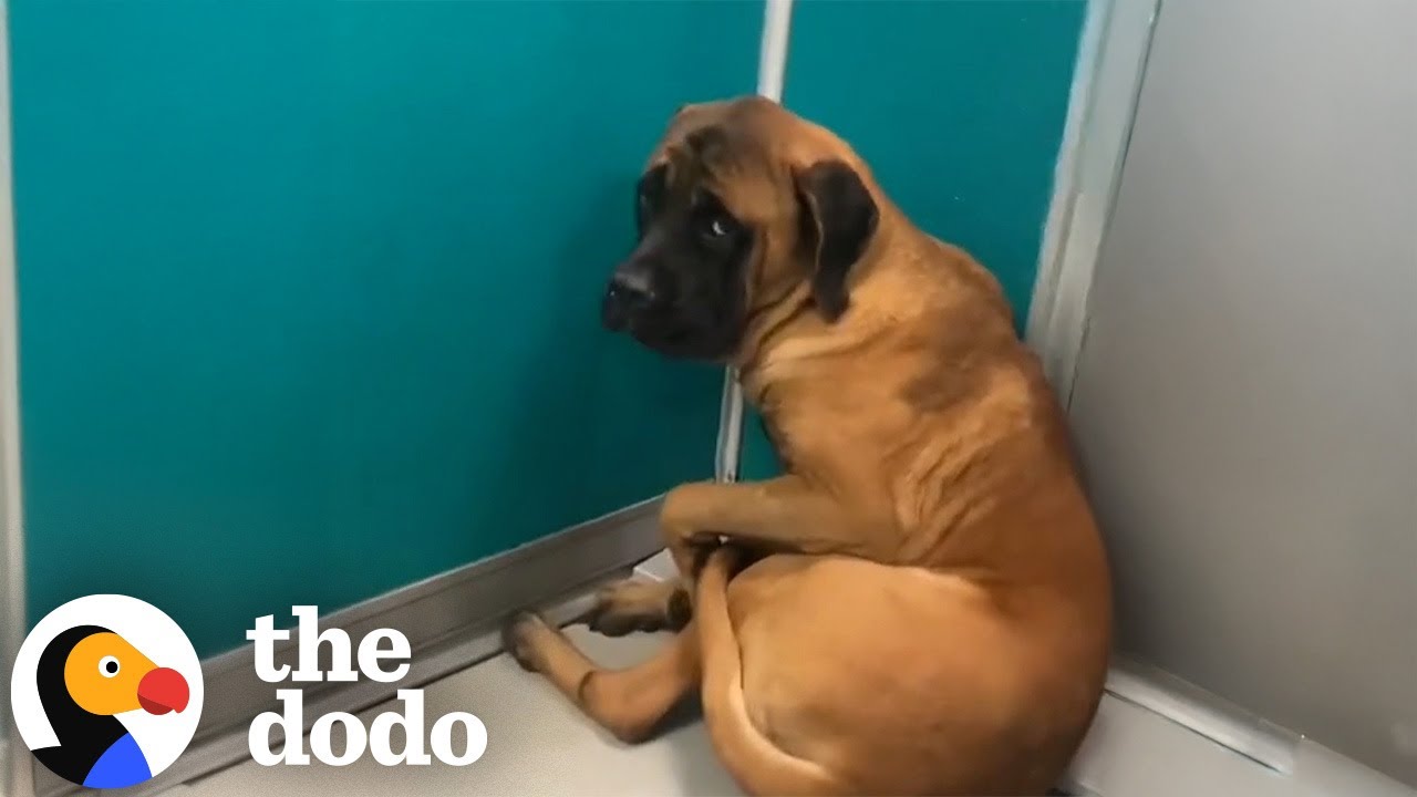 Giant Mastiff Who Wouldn't Look At Anyone Takes Care Of Kitties Now | The Dodo