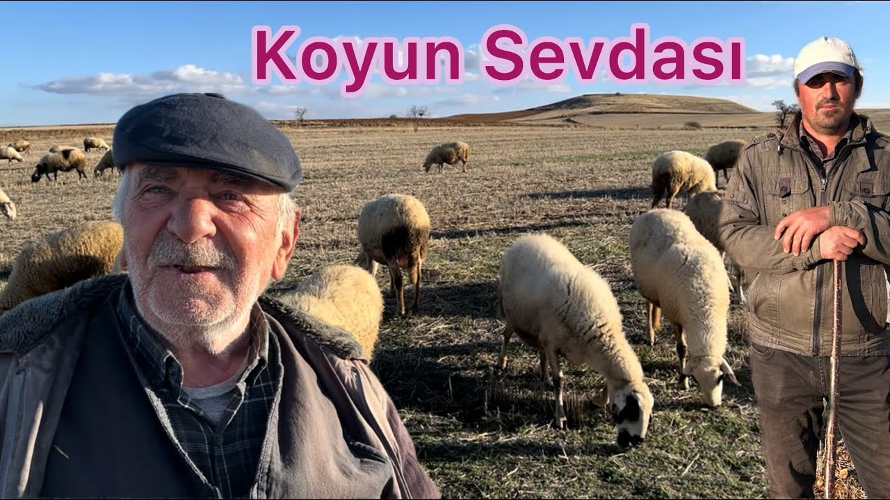 İnşaat Ustalığını Bıraktım Hayvancılığa Başladım! Babadan Oğula Hayvancılık #hayvancılık 