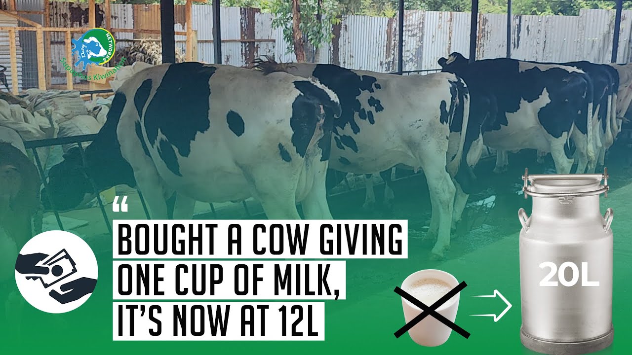 Dairy Transformation 3; Bought a cow doing 1L and have managed to get it to 12 L in few weeks.