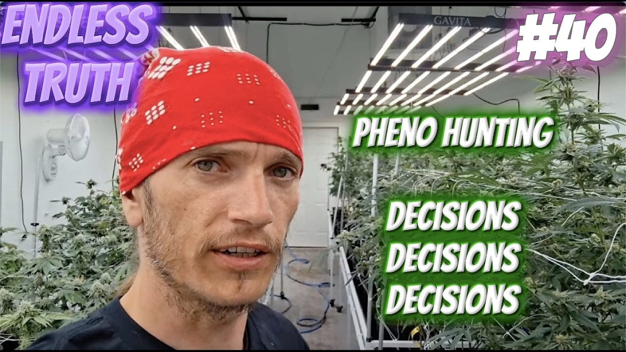 Endless #40 Pheno Hunting Decisions...Decisions Decisions Decisions - Commercial Herb Vs Awesomeness