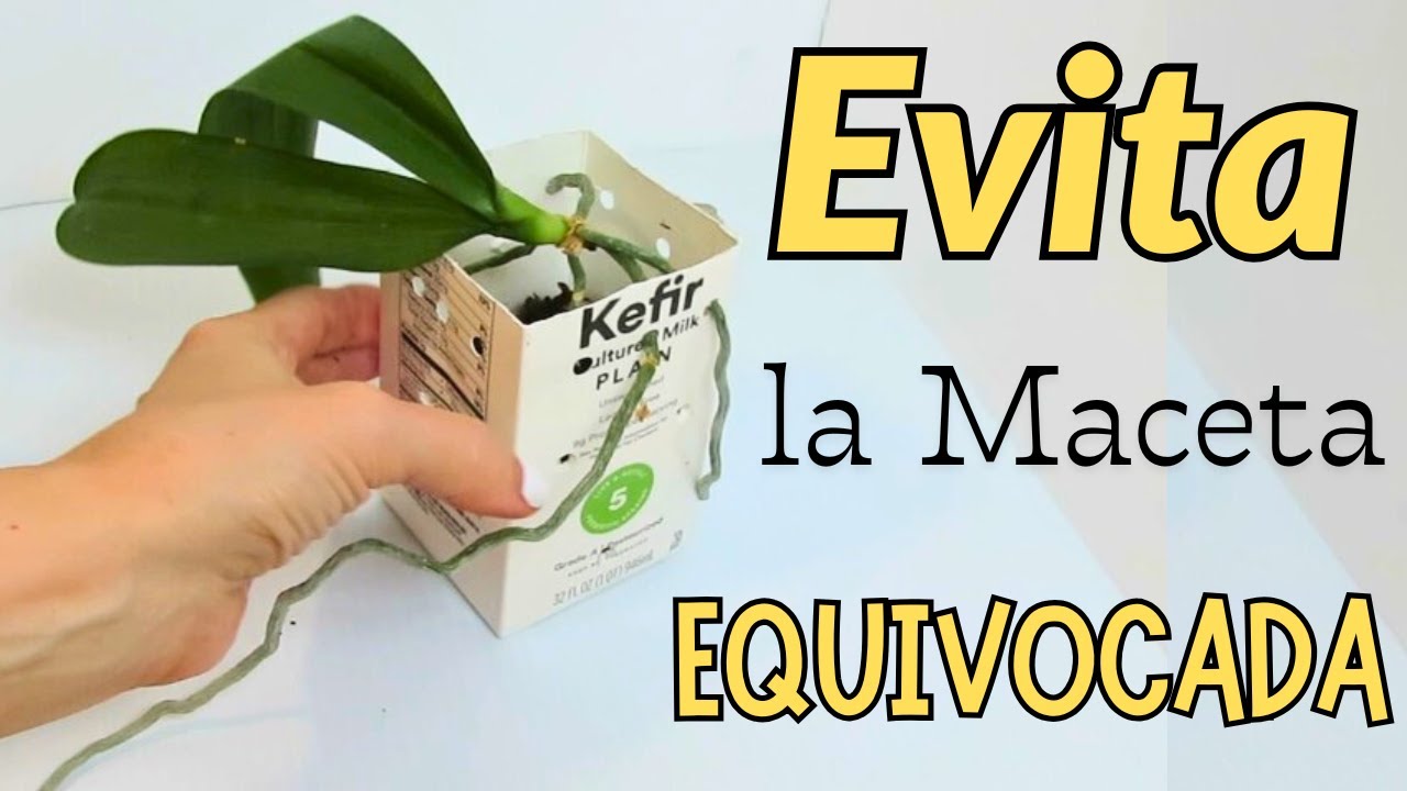 Cuáles son las MACETAS que causan problemas a las ORQUIDEAS, qué puedo usar como sustrato #531