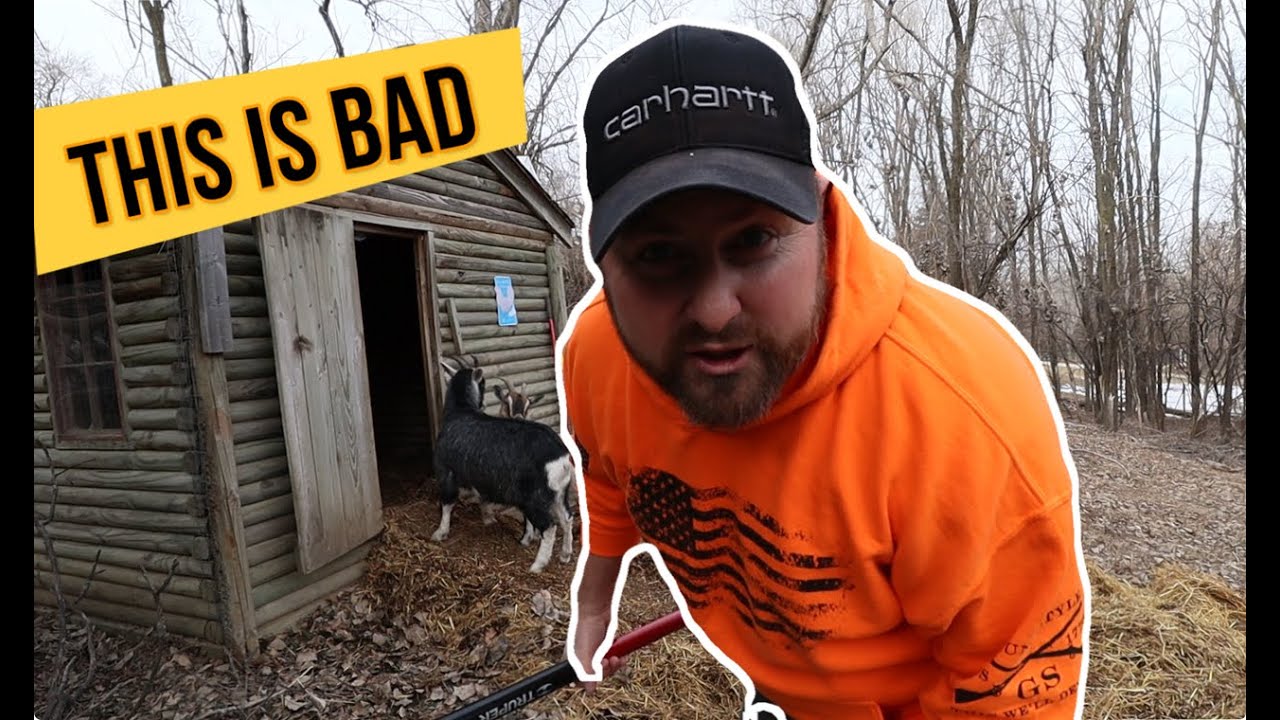 ❌ Deep Litter Method Goats ( We Wont DO THIS Again )