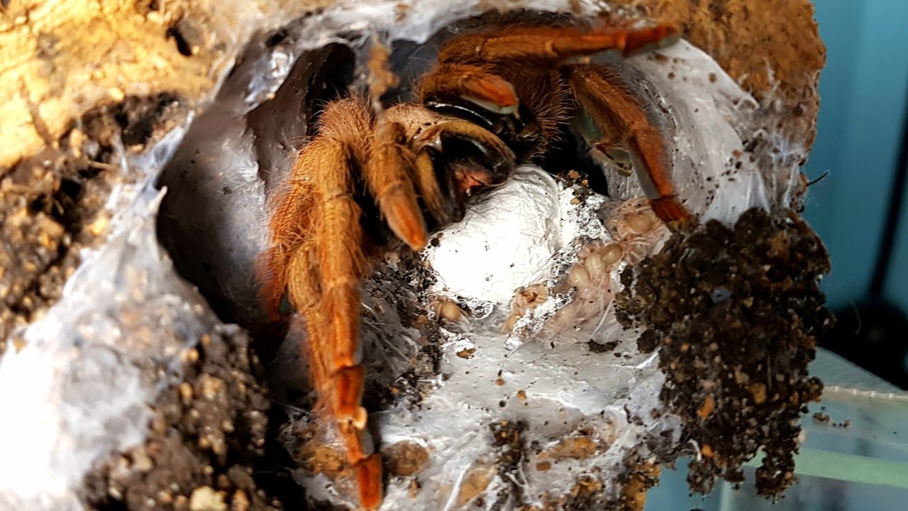 Odbieranie kokonu  Tapinauchenius gigas!!