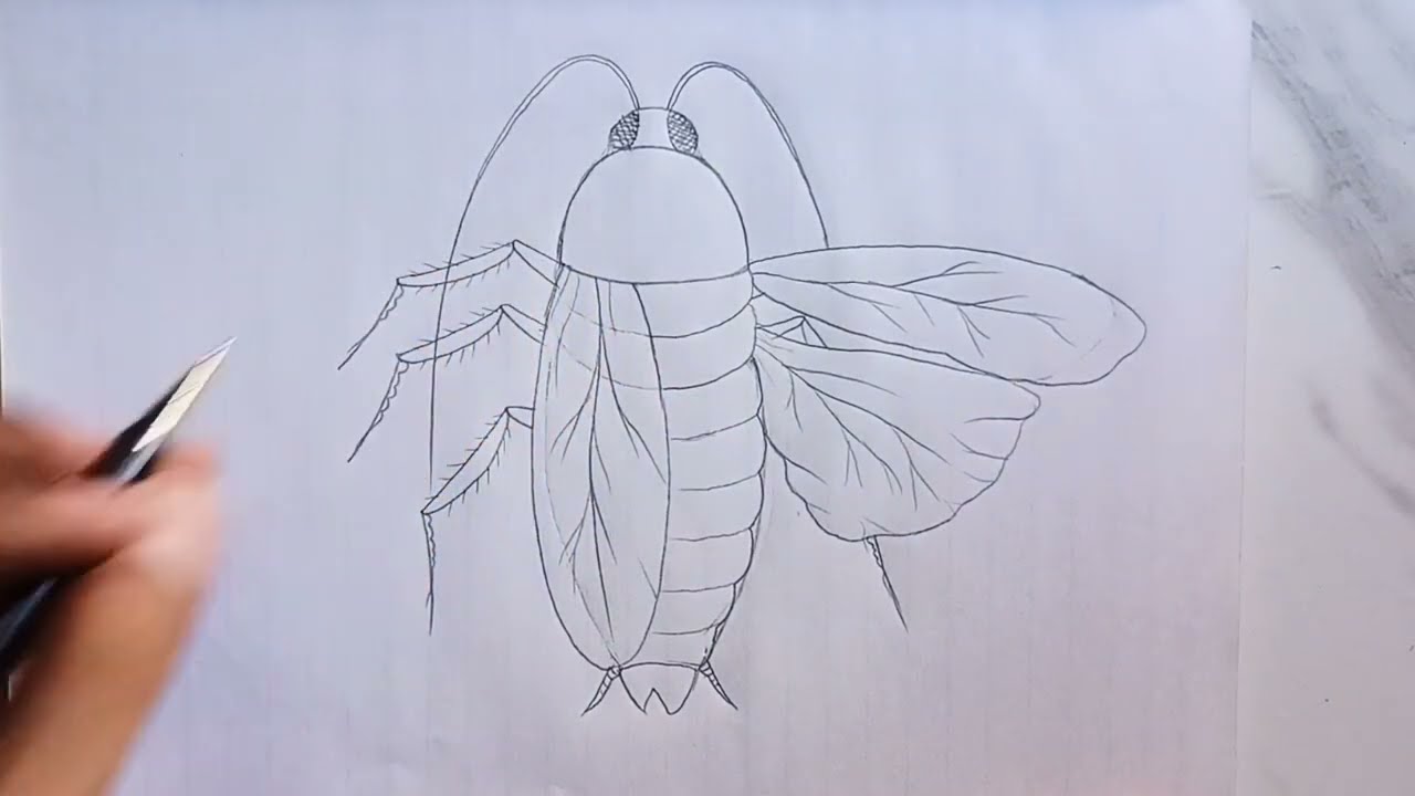 how to Draw a Cockroach (Dorsal view) Diagram // cockroach labelled diagram // Cockroach Diagram