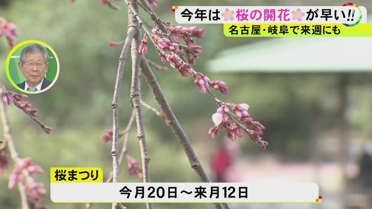 満開は3月末ごろの見通し…名古屋の桜の開花予想は19日 鶴舞公園では所々で花びらのぞかせるつぼみも