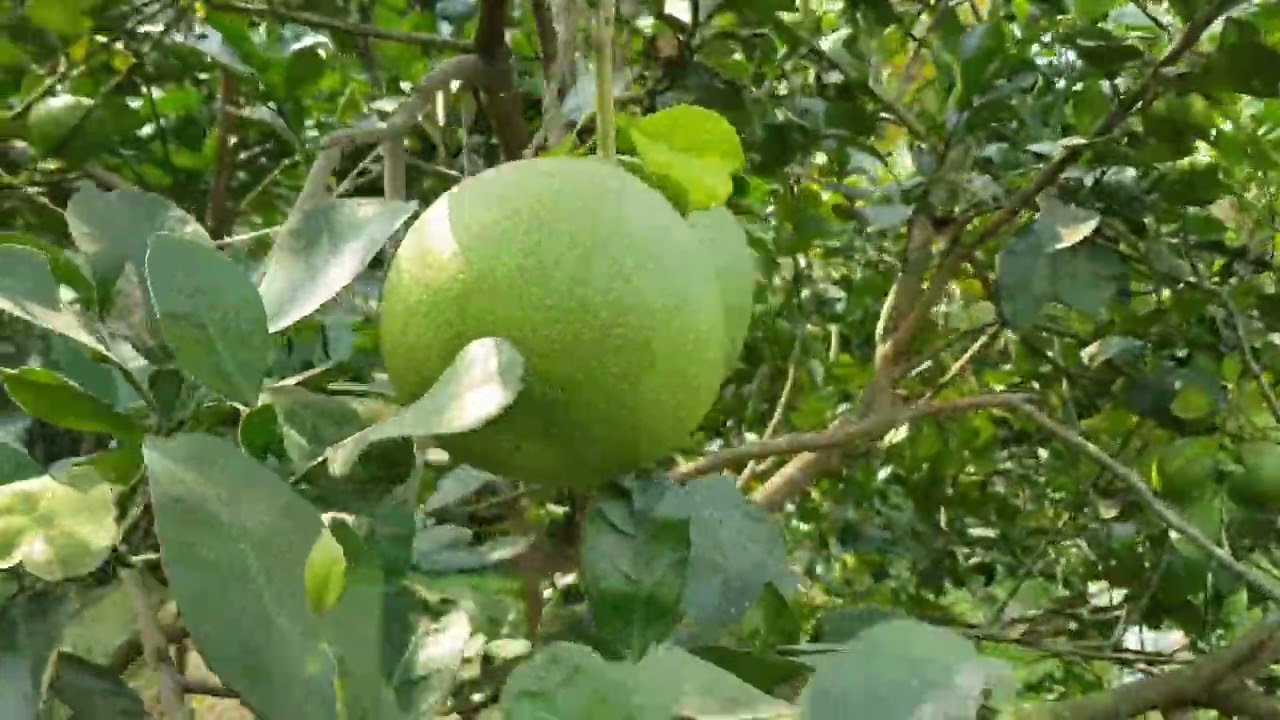 มาใส่ปุ๋ยส้มโอให้ลูกใหญ่