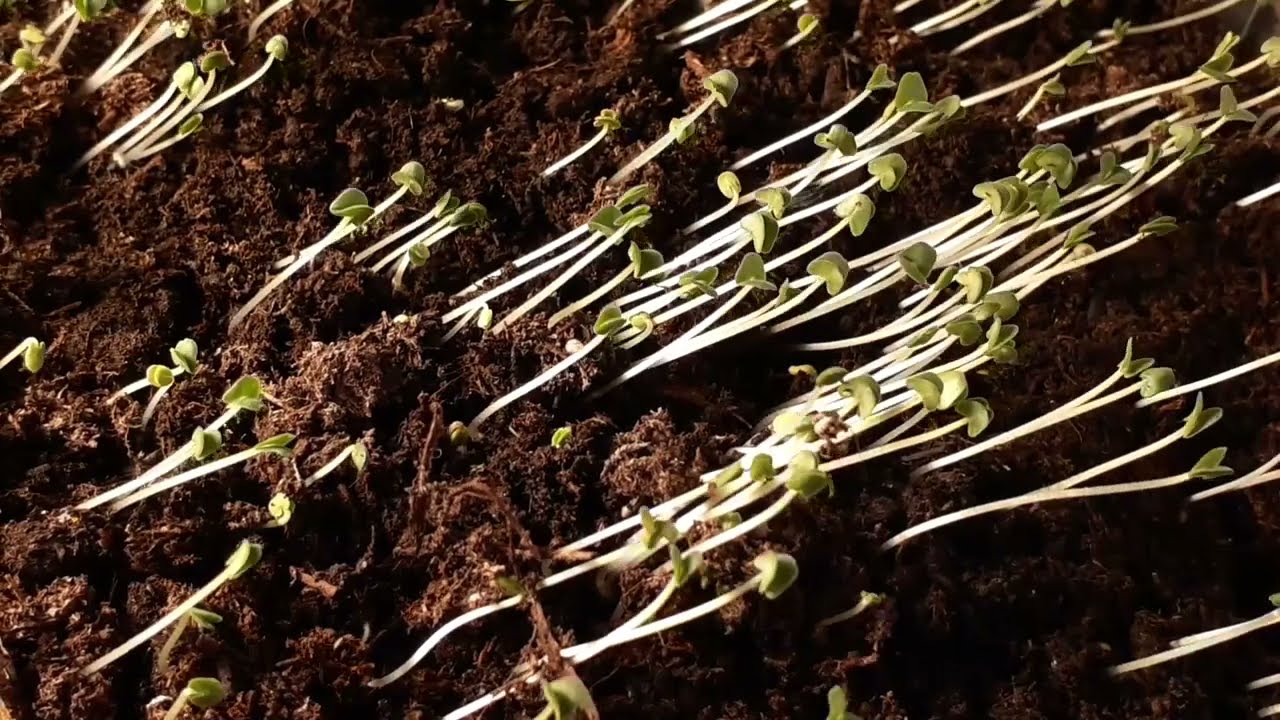 Positive phototropism