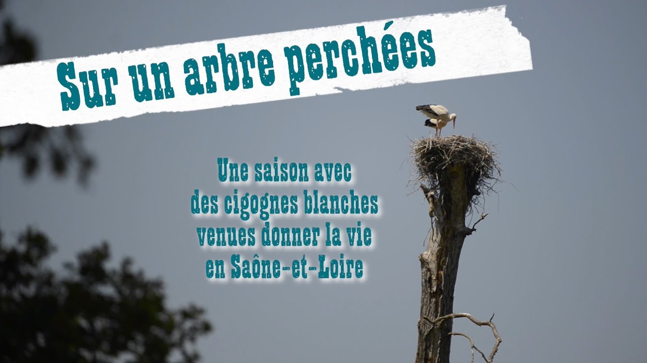 Sur un arbre perchées (une saison en Bourgogne avec des cigognes blanches)