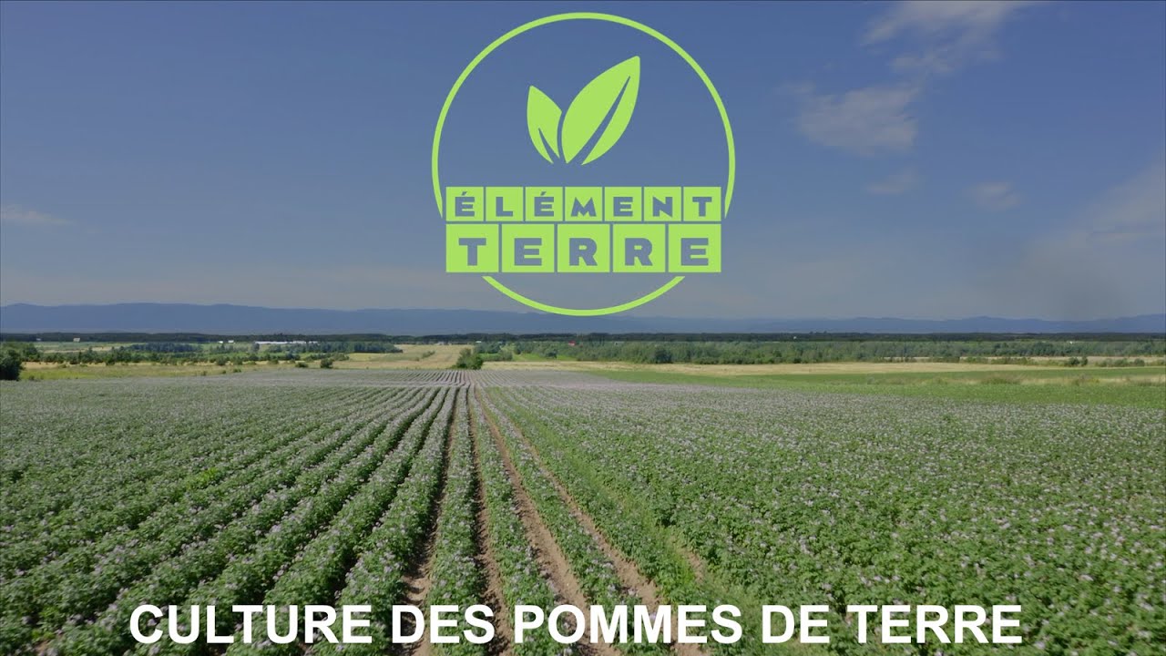 Élément Terre: Culture des pommes de terre