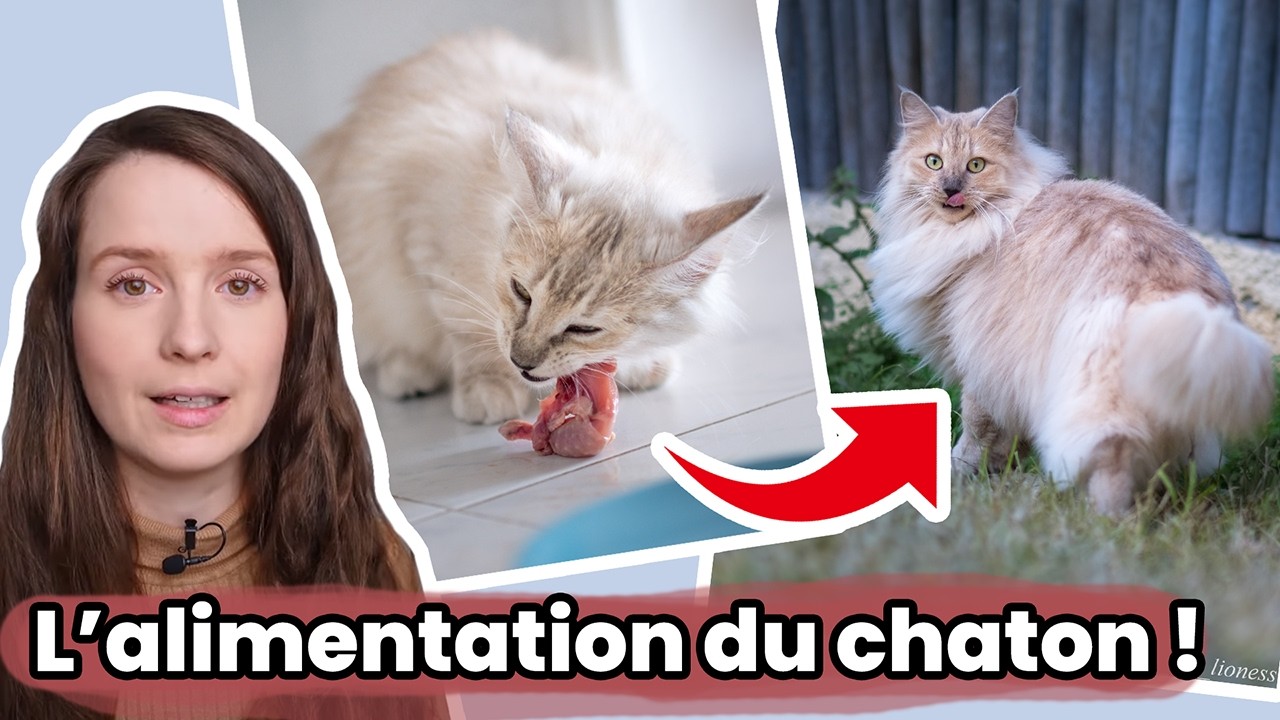 5 choses à savoir pour bien nourrir son chaton !