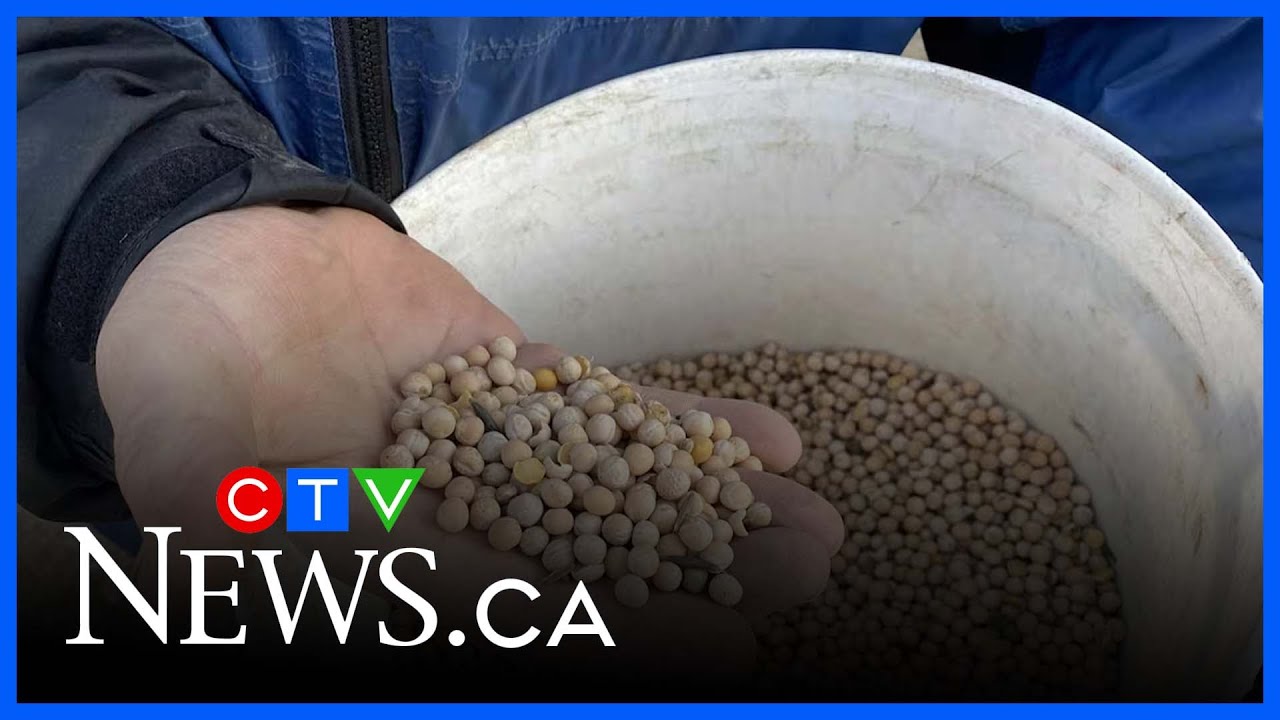 India introduces tariffs on yellow peas, hammering Canadian farmers