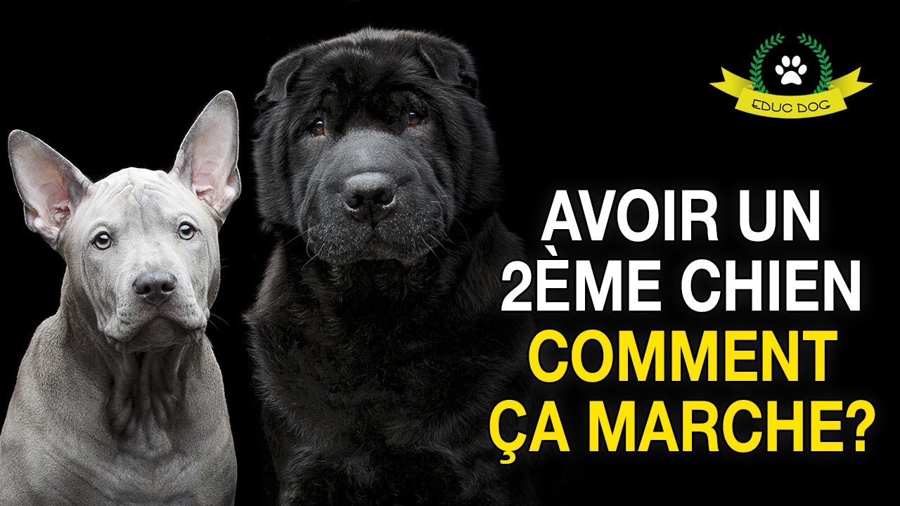 AVOIR UN 2&Egrave;ME CHIEN MODE D'EMPLOI