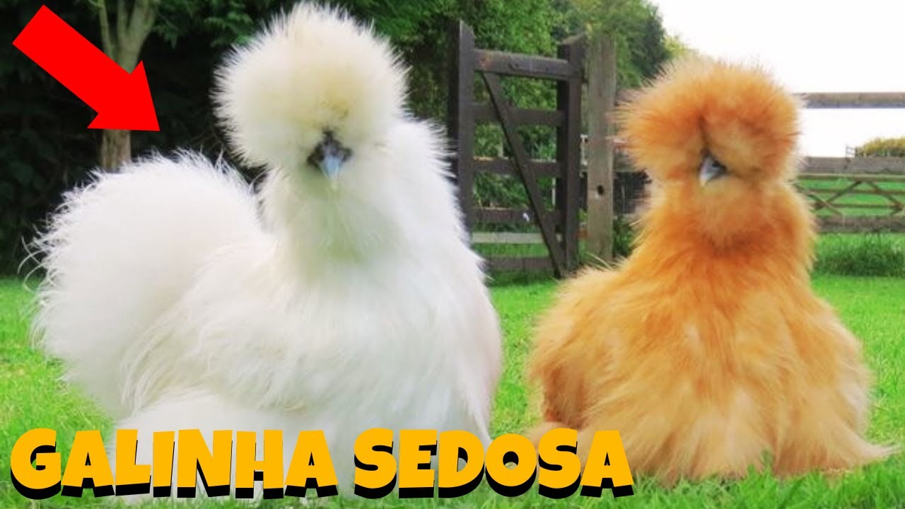 Silkie Tudo Sobre A Galinha Sedosa e Curiosidades