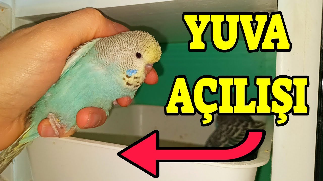 KUŞLAR COŞTU YUVALAR YAVRU YUMURTA DOLDU !!