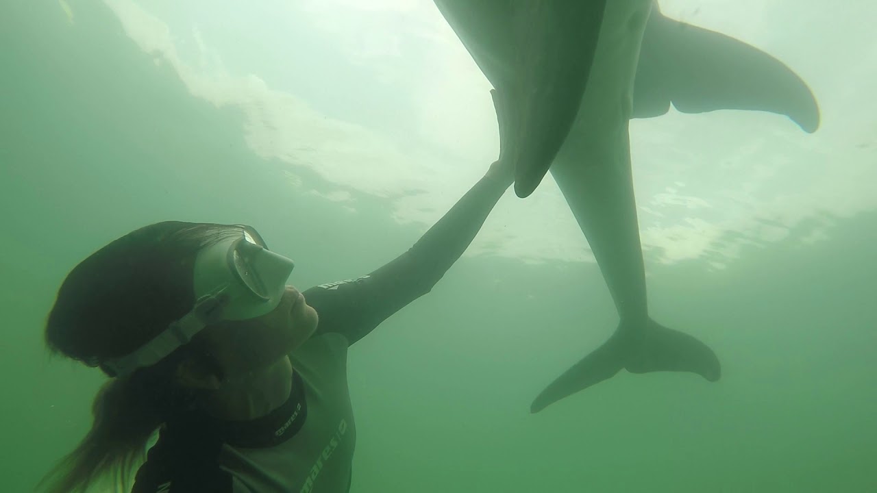 Freediving with dolphins