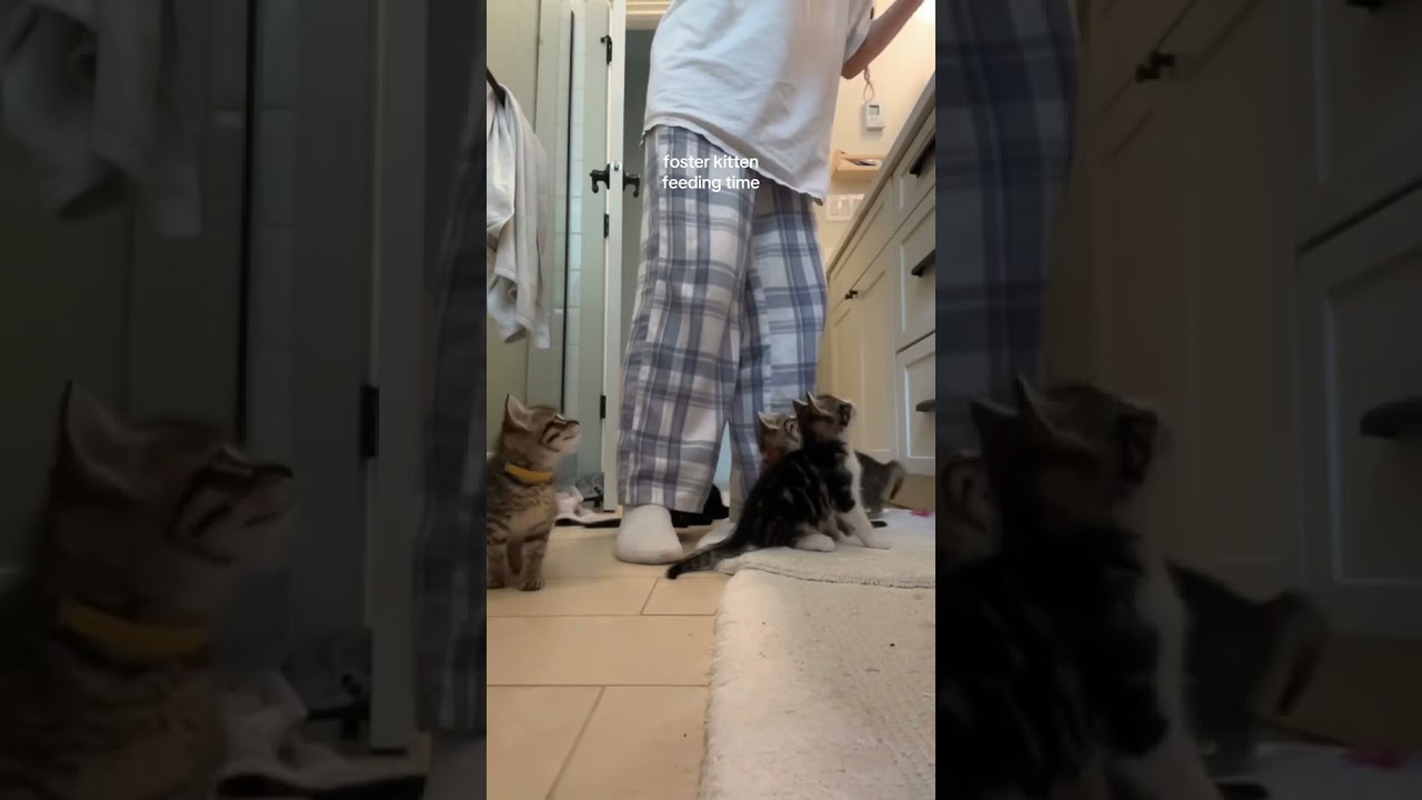 sweet hungry screamers 
