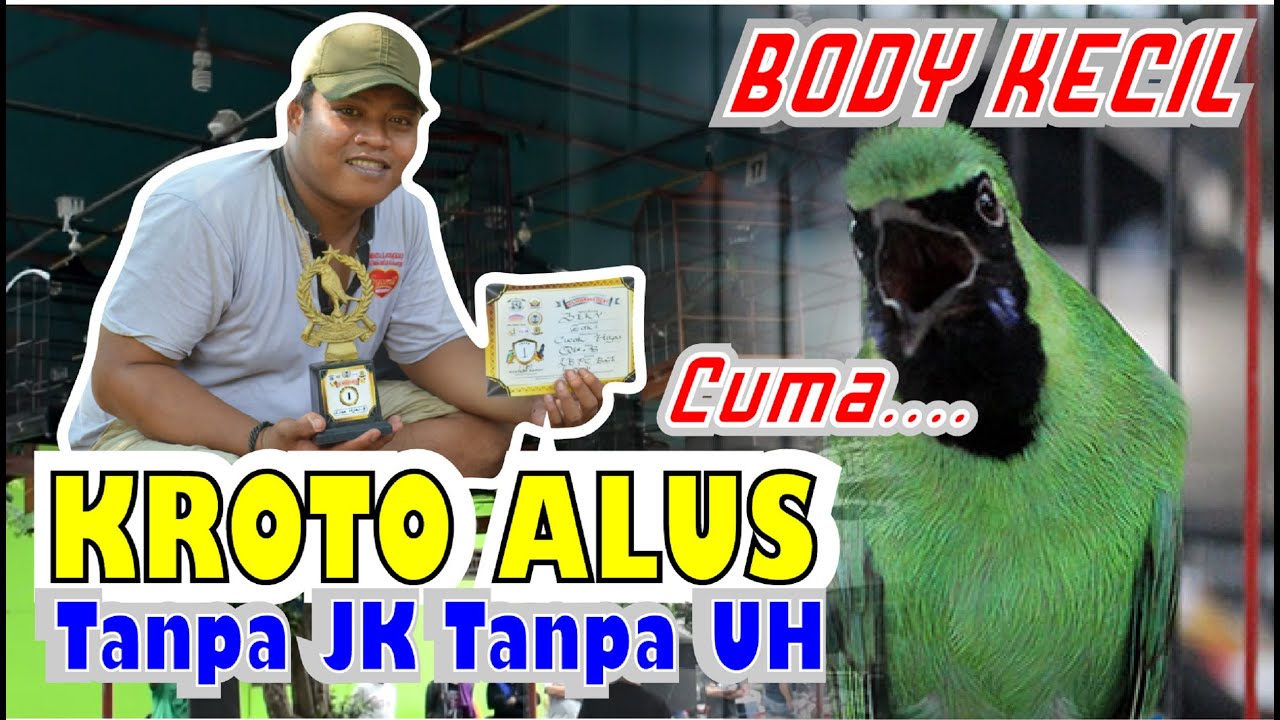 SETTINGAN CUCAK IJO BODY KECIL - SETTINGAN IJO PAKE KROTO ALUS TANPA JANGKRIK TANPA UH By HoBi ID