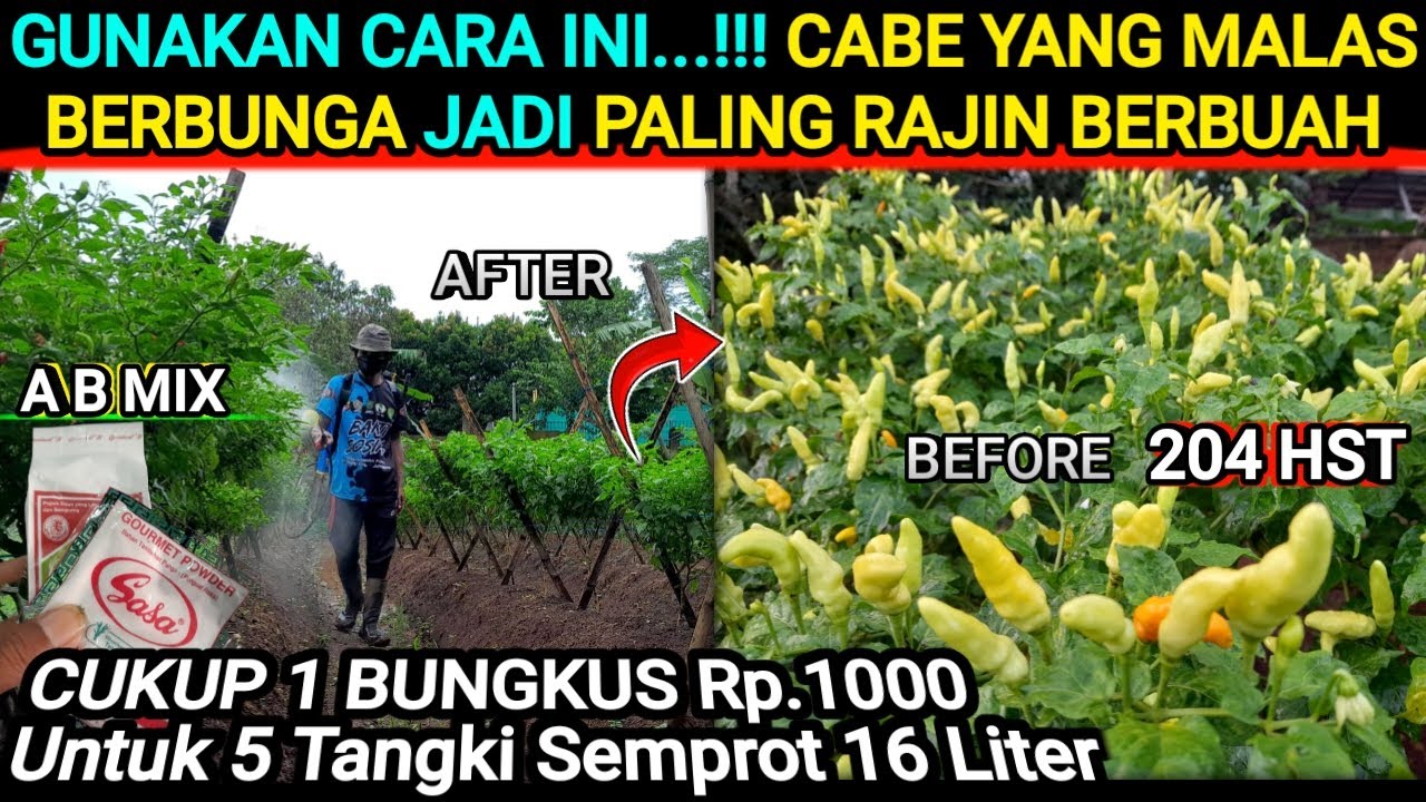 🔴 cara mengatasi tanaman cabe yang malas berbunga & berbuah #cabetanpamulsa