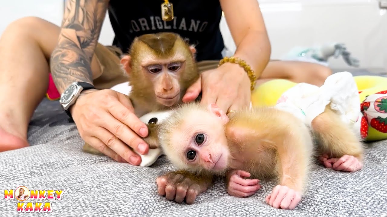 Monkey Kaka and baby monkey Mit enjoy being massaged by dad