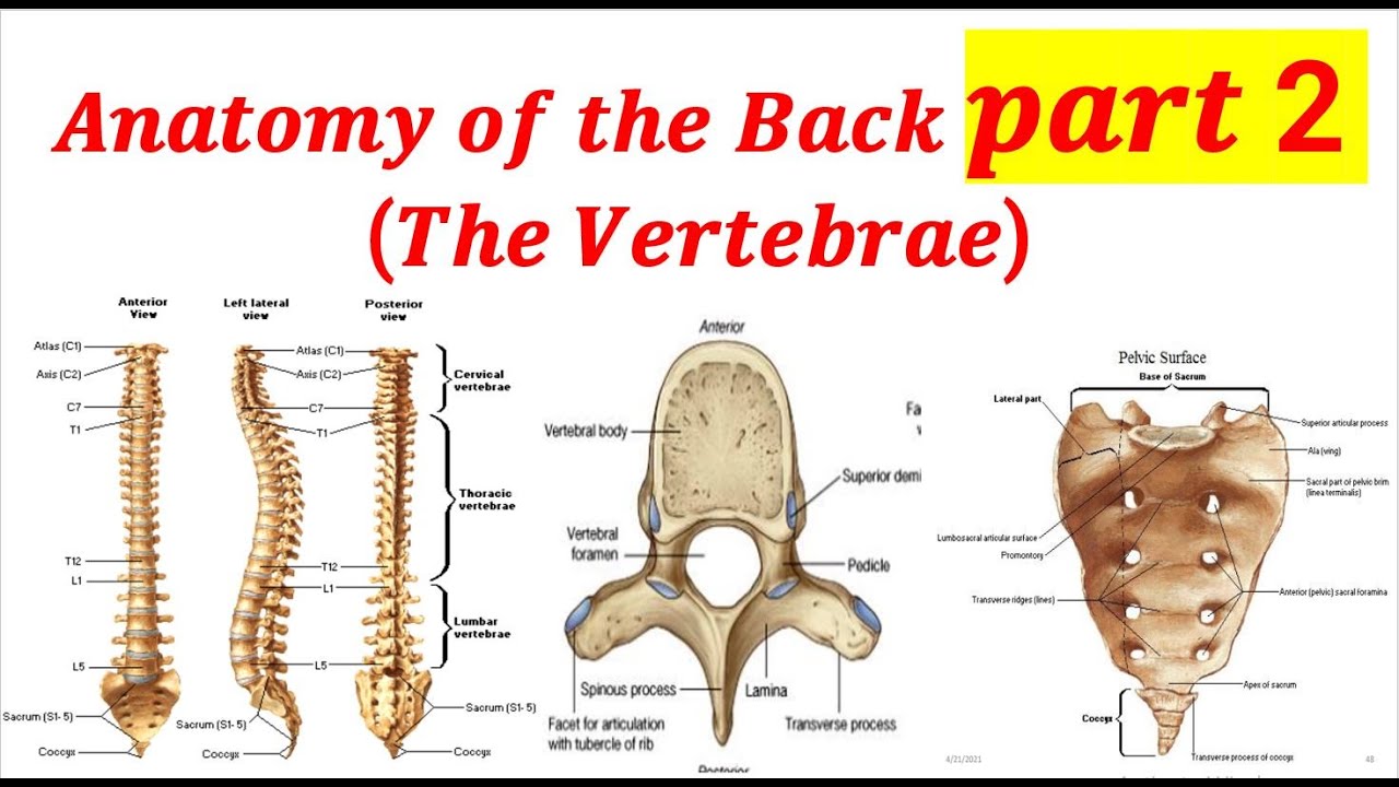 𝑨𝒏𝒂𝒕𝒐𝒎𝒚 𝒐𝒇 𝒕𝒉𝒆 𝑩𝒂𝒄𝒌 𝒑𝒂𝒓𝒕 2 (𝑻𝒉𝒆 𝑽𝒆𝒓𝒕𝒆𝒃𝒓𝒂𝒆) | Recorded Lecture Video for Medical students