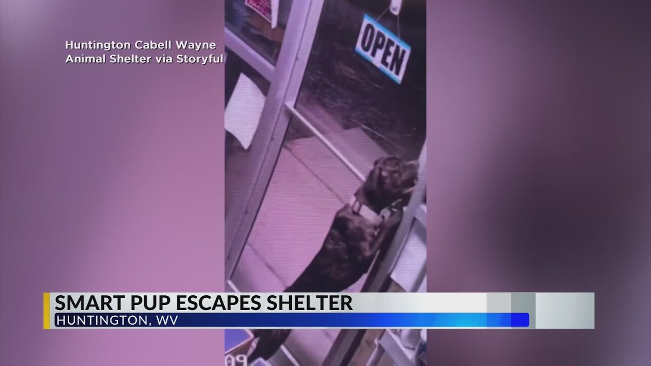 Dog found after viral Huntington Cabell Wayne Animal Shelter escape