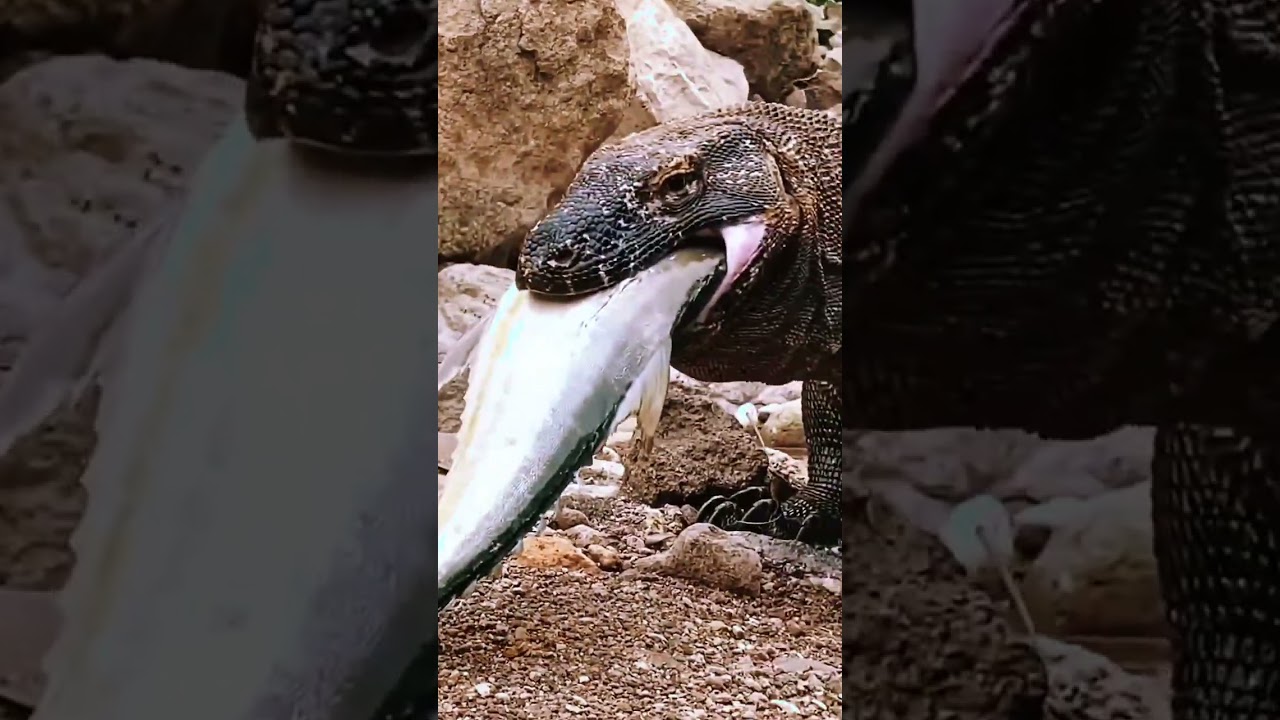 KOMODO DRAGON Eats a Giant Fish Whole! 