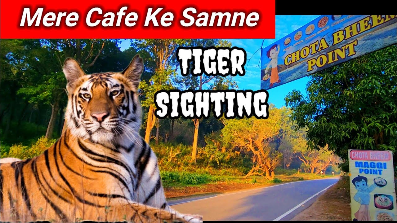 Tiger Sighting in My Cafe बंदर व सांबर की चीख  से गूजा जंगल