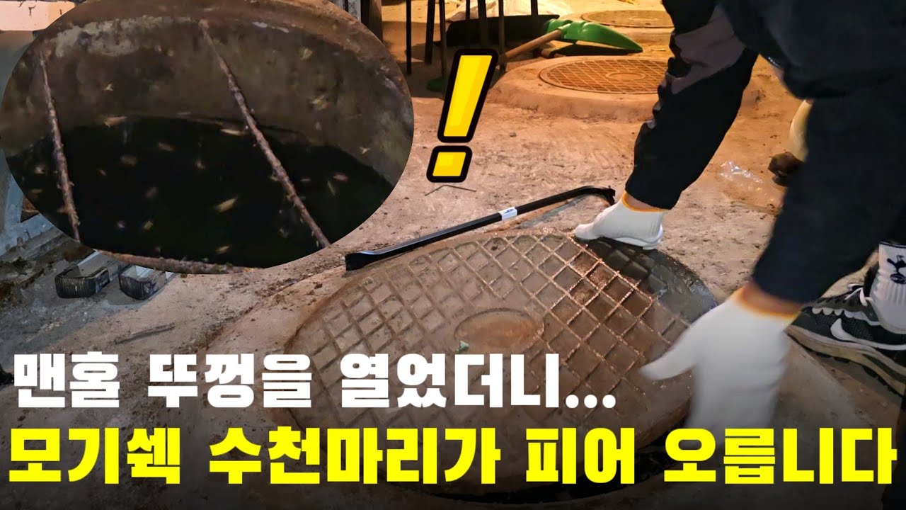 경악 스럽습니다 맨홀 뚜껑을 열었더니 모기 수천마리가 피어 오릅니다