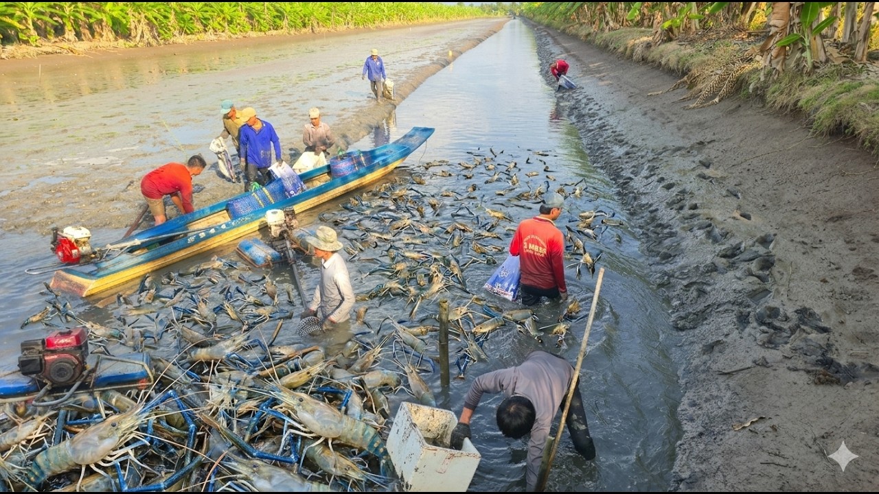 Kích Bầy Cá Mè Trắng Bay Như Mưa Gần 300kg | Xiệt Cá