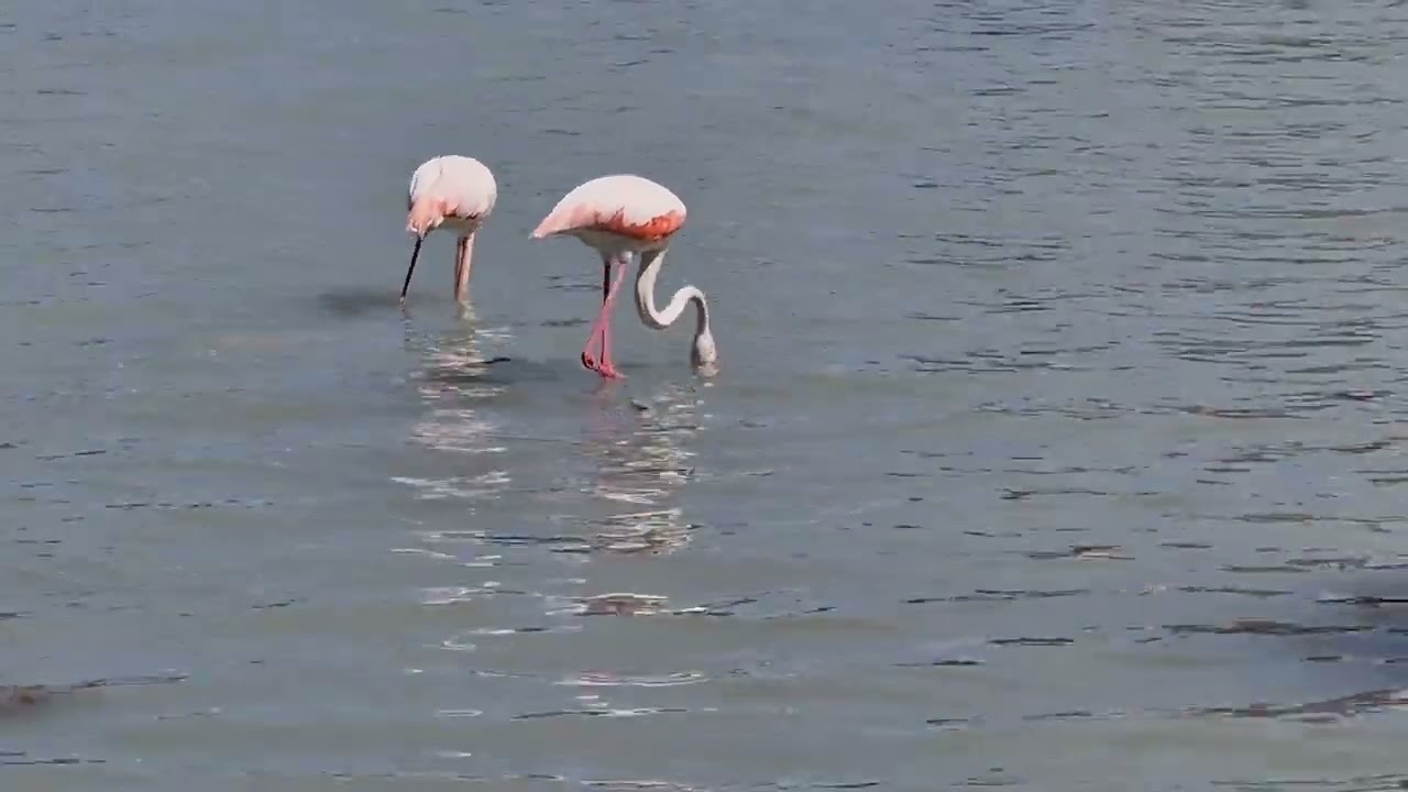 Flamingo's Calpe  Spanje / Spain
