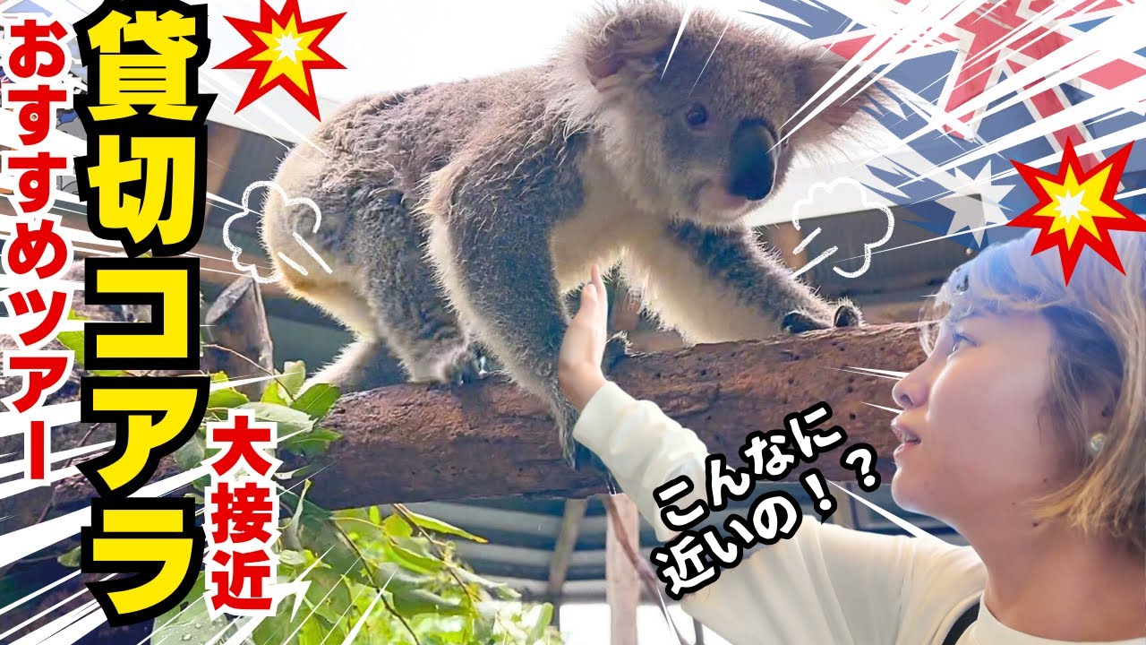 【シドニー】絶対行くべき！オプショナルツアー🇦🇺/最もコアラと近くで触れ合える動物園🐨/砂丘で砂滑り🐪【オーストラリア】