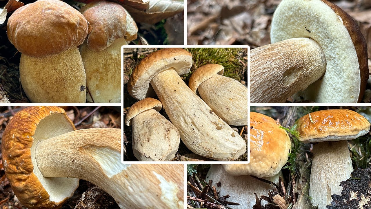 Steinpilze 2023 | Sommersteinpilz, Boletus aestivalis (reticulatus) Fichtensteinpilz, Boletus edulis