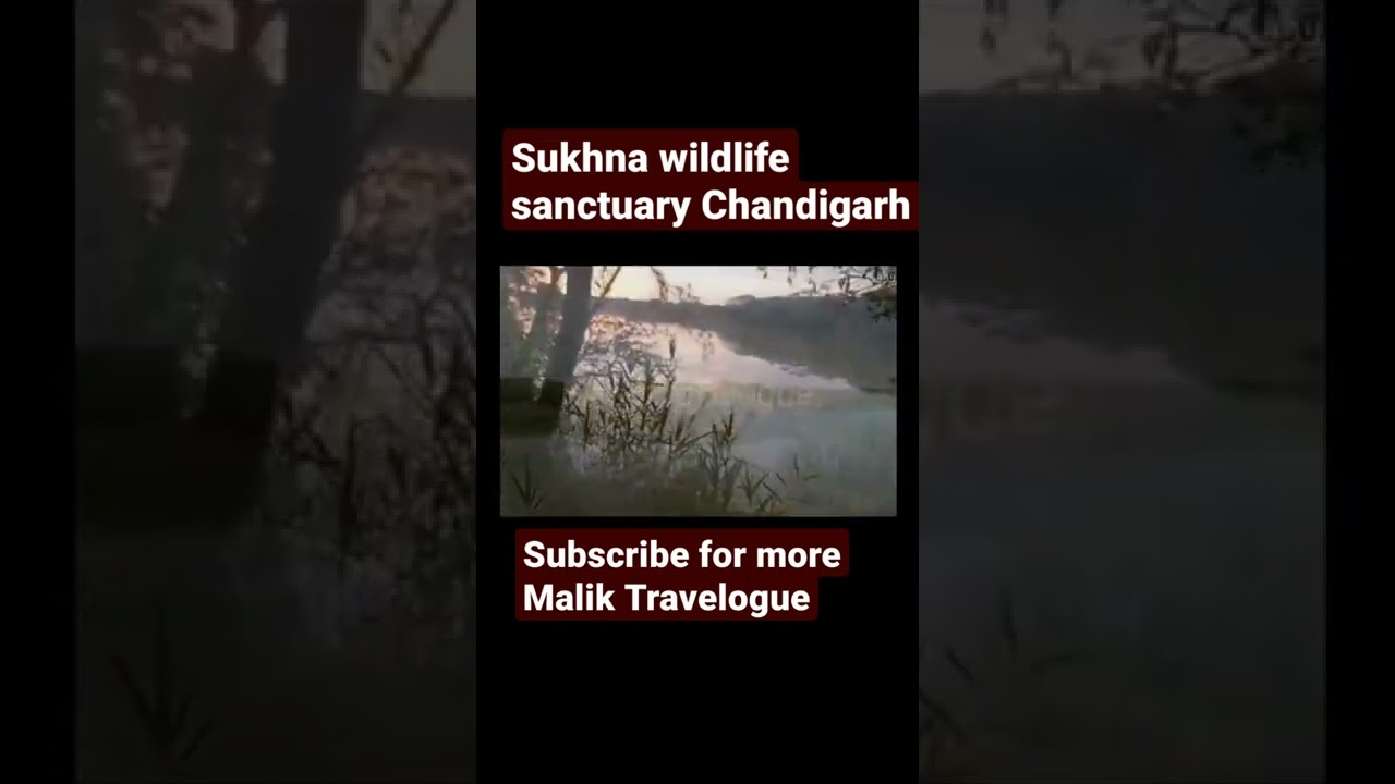Sukhna Wildlife Sanctuary Chandigarh |#shorts  #Sukhna #sukhnawildlife #Maliktravelogue #viral