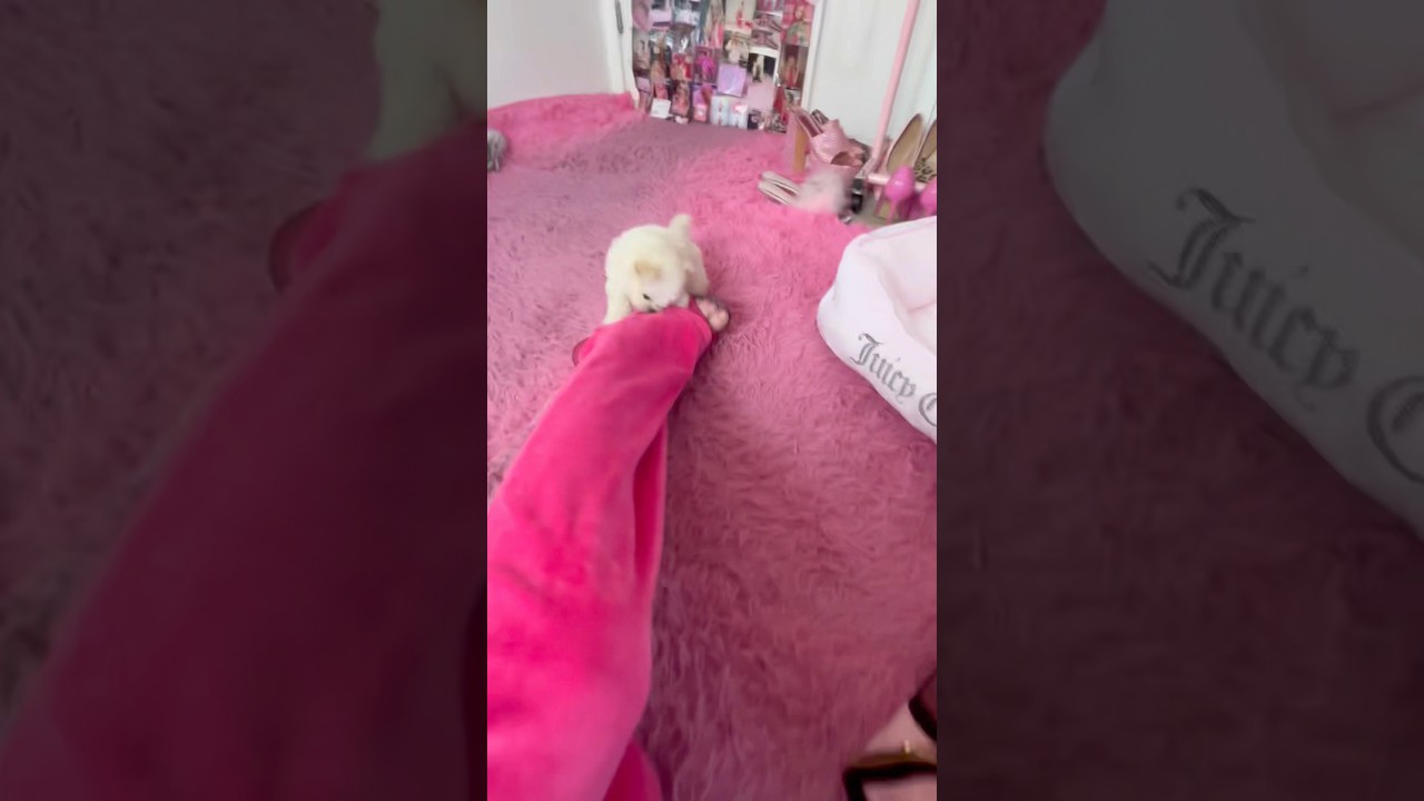 Моему щенку нравится Juicy Couture!