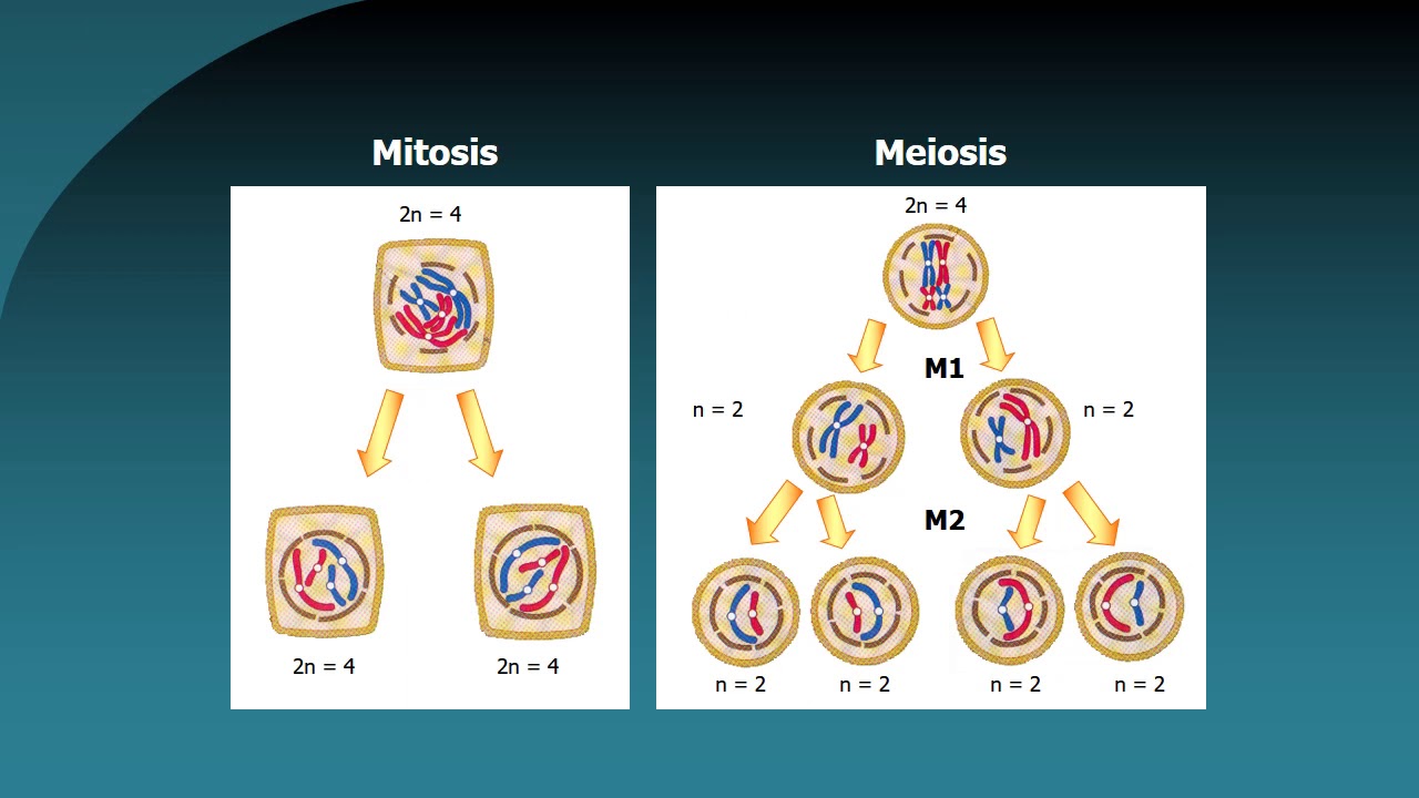 BOTÁNICA. Unidad 8: Mitosis en células vegetales  (3° de 3 vídeos)