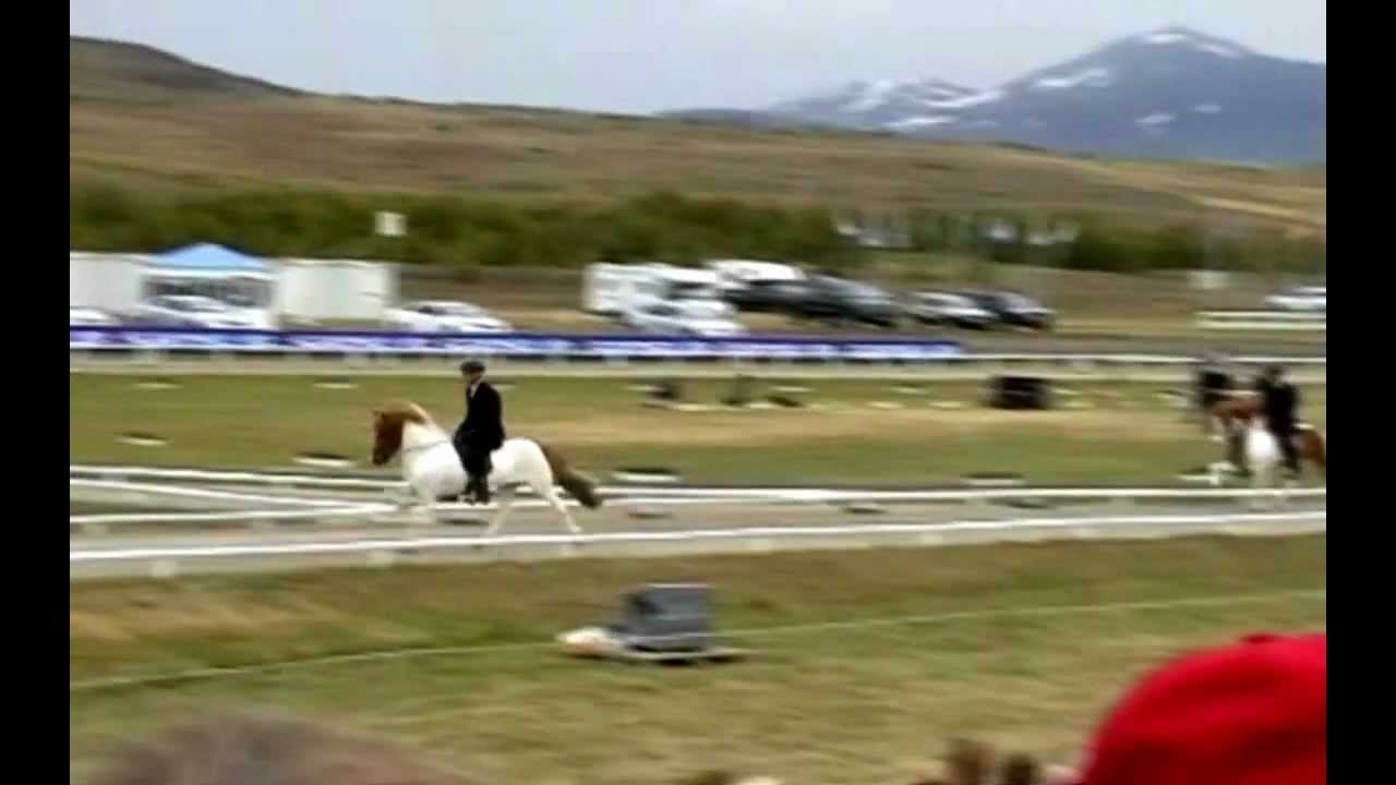 Álfur frá Selfossi með afkvæmum_Landsmót hestamanna 2011