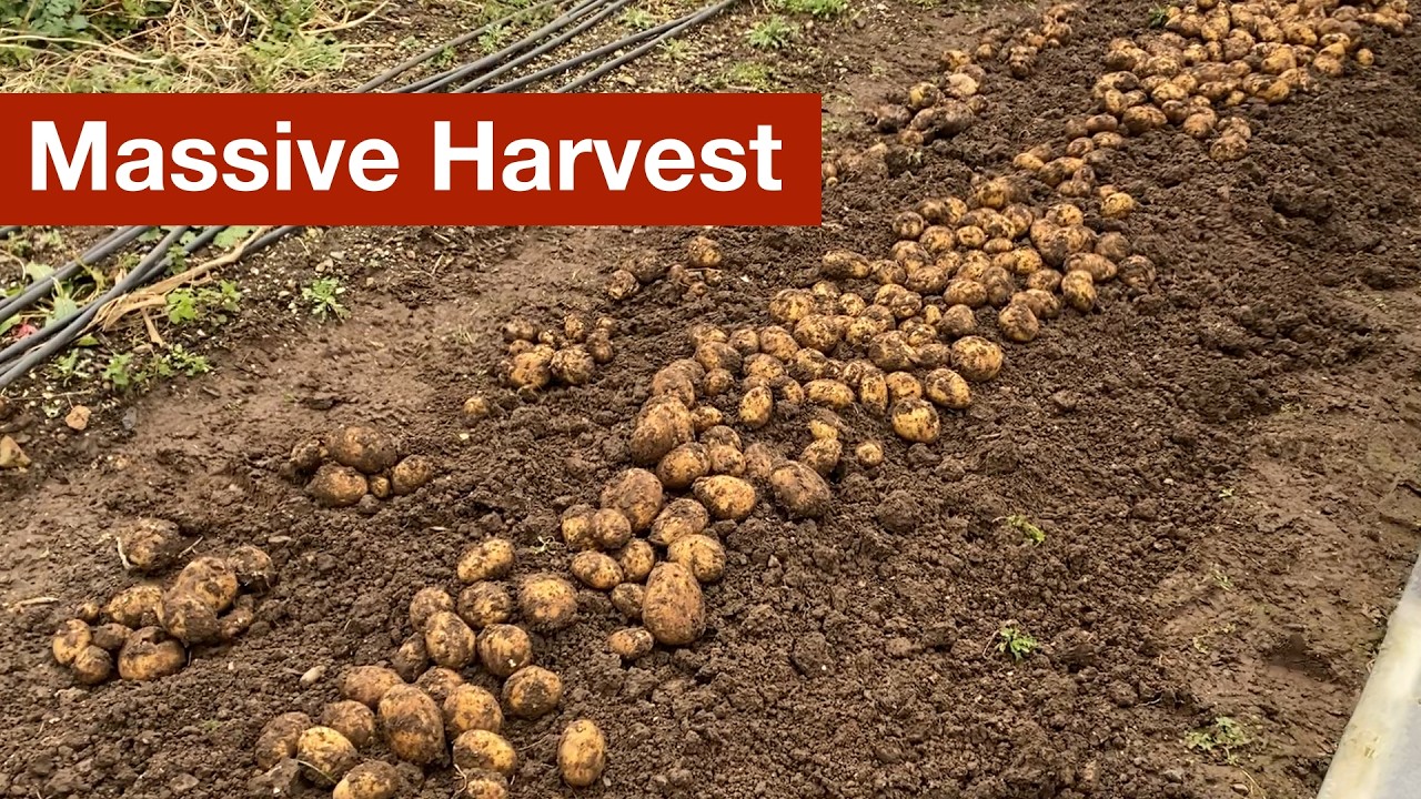 Lots to Learn from a Massive Potato Harvest