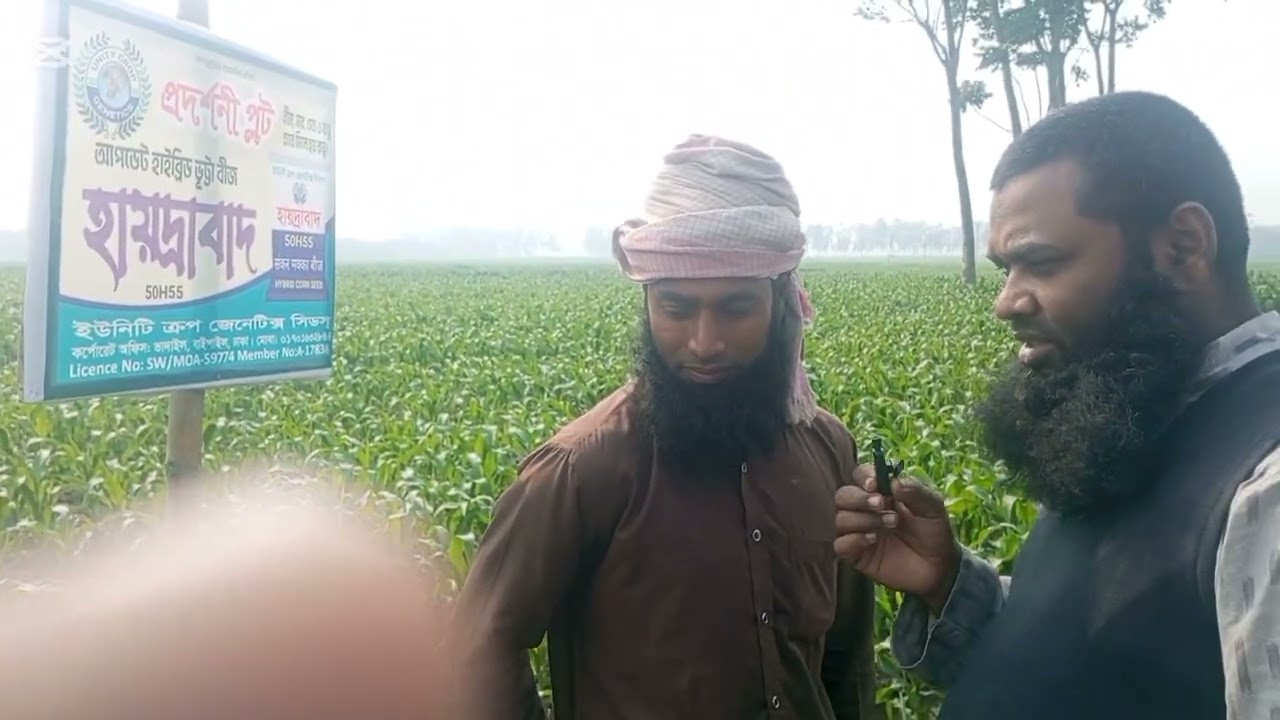 সবথেকে ভালো ভুট্টা কোনটি হায়দ্রাবাদ 50H55