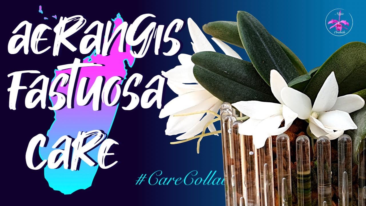 Aerangis fastuosa CARE 🌍🇲🇬 | Orchitop | Seramis | Mediterranean Climate #CareCollab #ninjaorchids
