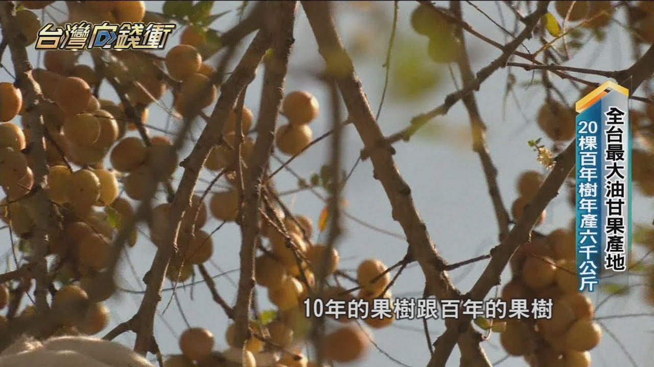 全台最大油甘果產地 20棵百年樹年產六千公斤 20230107【台灣向錢衝】PART3
