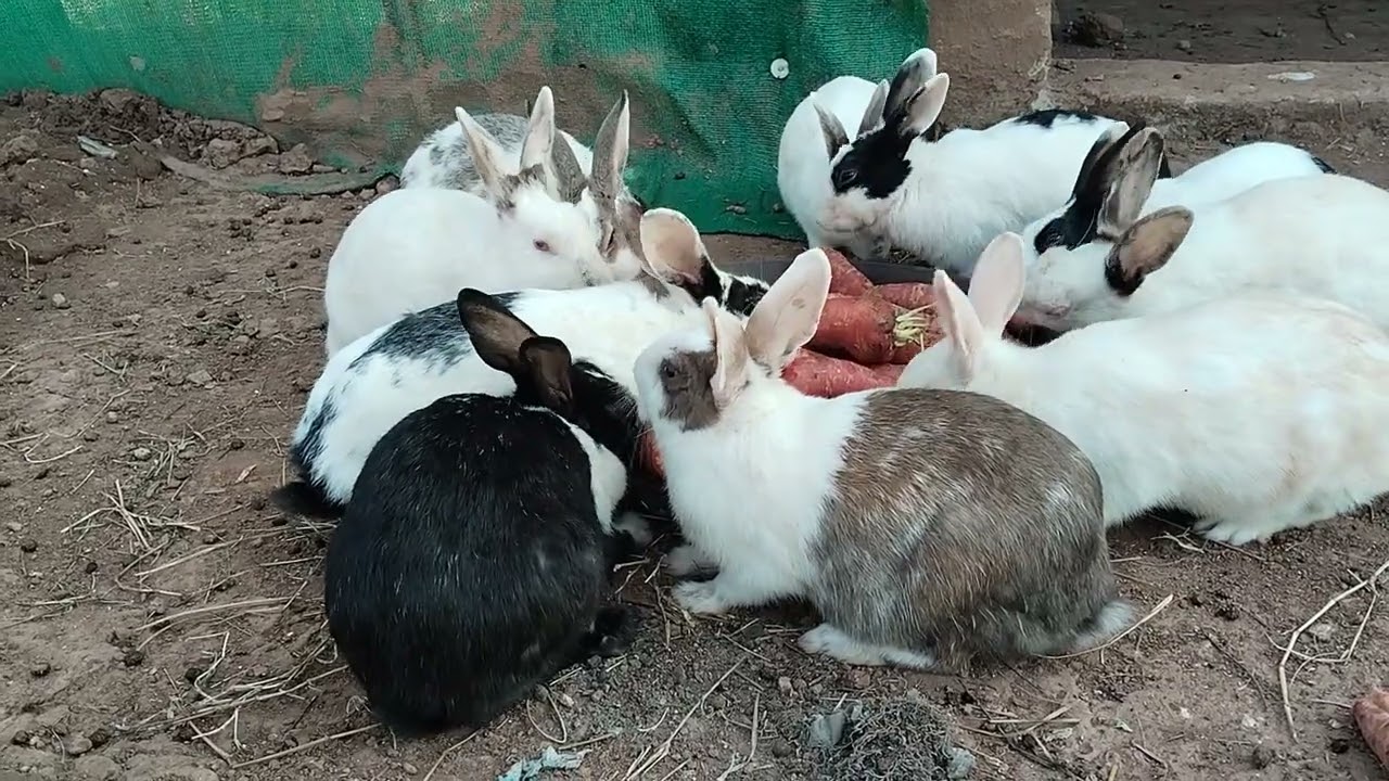 Rabbits eat carrots with great pleasure.#subscribe 