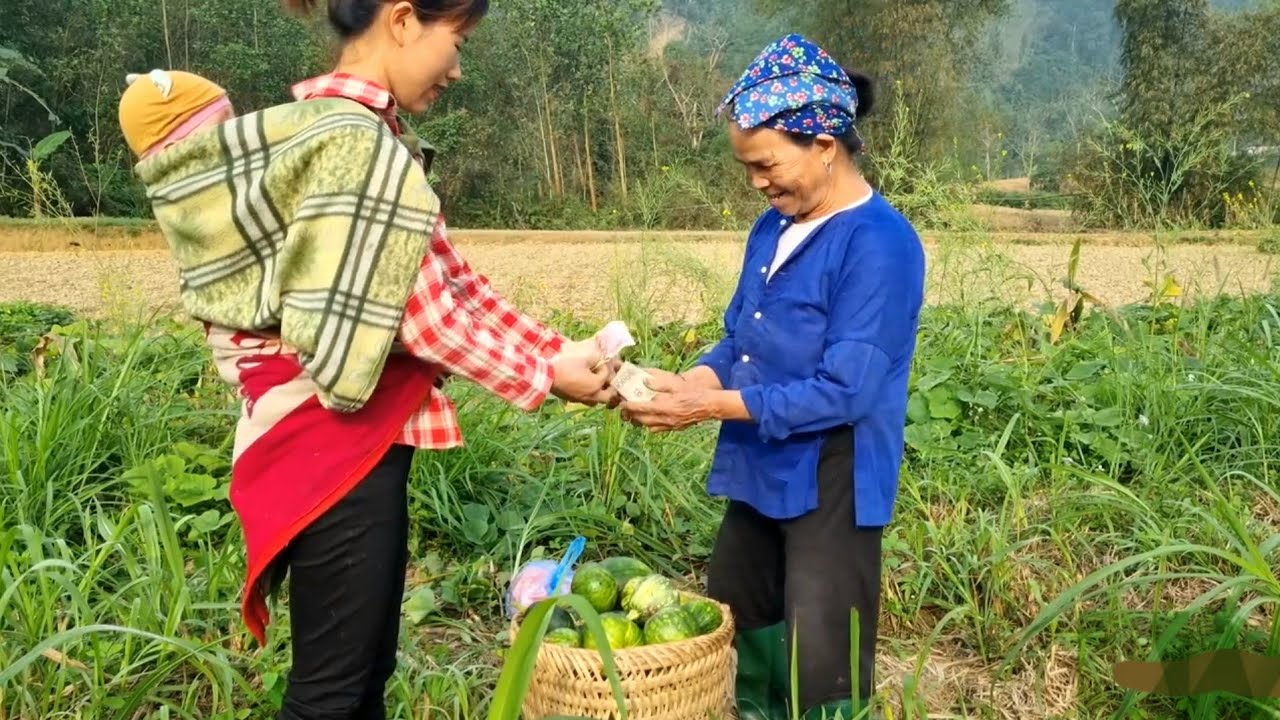 Single mother harvests pumpkins to sell and cook / Ly Tieu Nhi