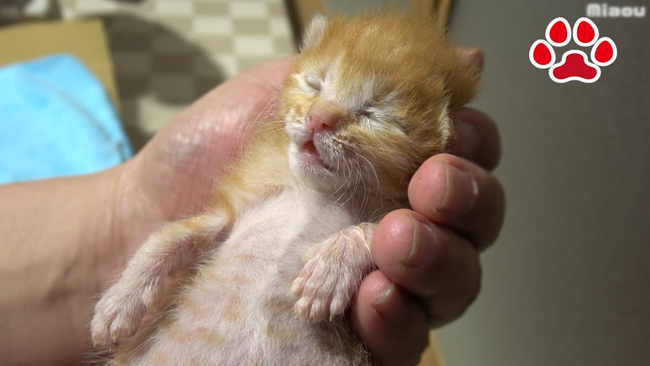 [День спасения котенка 8] Не двигаться! Котенок, потерявший сознание