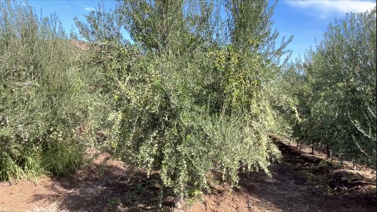 Koroneiki olivier 1250 pied / ha