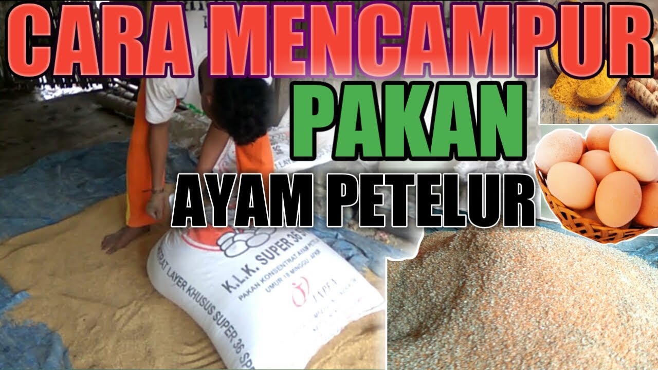 CARA MENCAMPUR PAKAN AYAM PETELUR❗CARA MENCAMPUR PAKAN AYAM